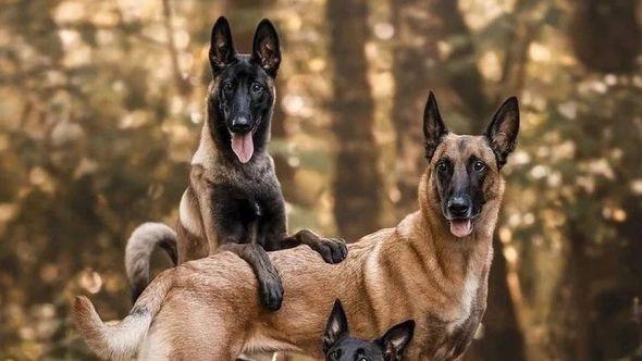 Tražite psa čuvara: Ovo su neke od najboljih pasmina